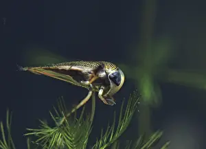 Pterygote Insect Image Prints: Corixidae spec. rowing bug spec