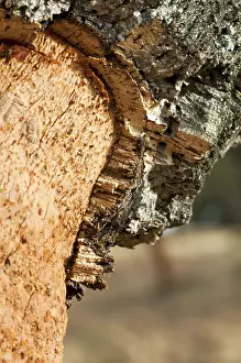 Namibia Landscape Prints: A corkwood tree. Commiphora spp
