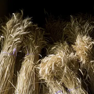 Harvest Season Prints: Corn