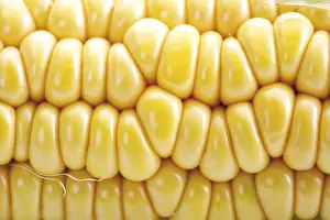 Close Up Corn Prints: Corn, closeup