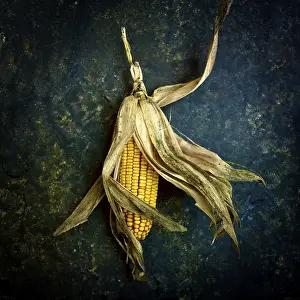 Plain Background Plants Prints: Corn on the cob