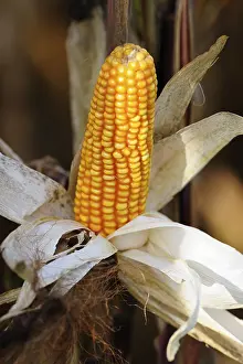 Daytime Agricultural Crop Prints: Corn cob