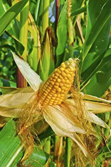 Deserted Cornfield Prints: Corn on the cob