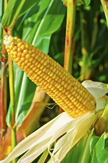 Agricultural Crops Prints: Corn on the cob