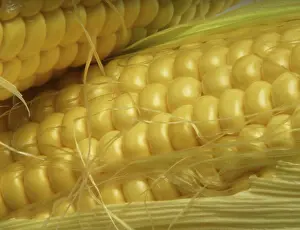 Vitamin Rich Vegetables Prints: Corn cobs