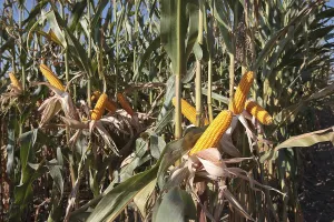 Healthy Eating Vegetables Prints: Corn cobs on corn plant