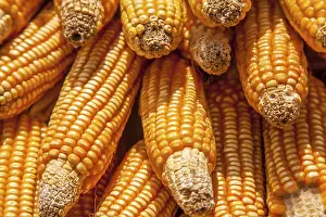 Southeast Asia Agriculture Prints: Corn on the corn cob in Thailand