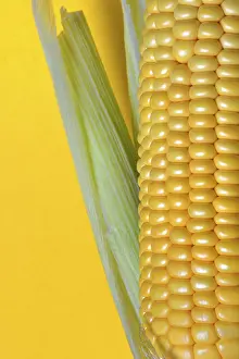 Single Colored Background Prints: Corn corn cob with yellow background