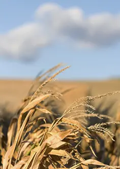 Agricultural Crop Photography Prints: Some corn in the field