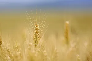 Harvesting Grain Prints: Corn field with barley