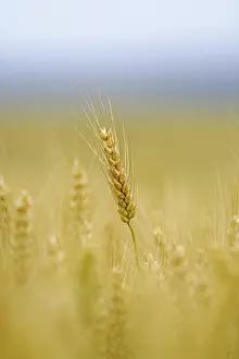 Grain Cultivation Prints: Corn field with barley