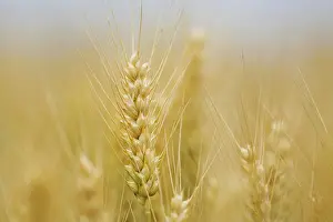 Barley Harvest Prints: Corn field with barley