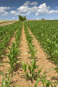 European Countryside Prints: Corn field under blue sky