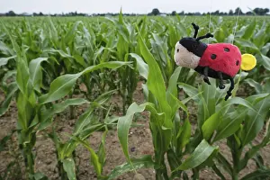Maize Cultivation Europe Prints: Corn field, only soff beetles live here