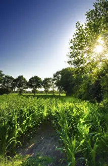 Atmospheric Evening Light Scene Prints: Corn field at sunset