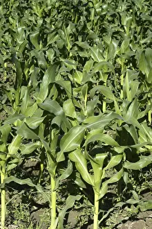 Agricultural Landscape Europe Prints: Corn fields growing up in Spain