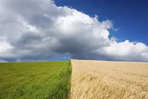 Blue Sky Agriculture Prints: Corn and grass fields against blue