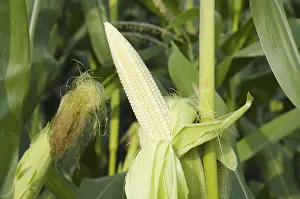 Corn Plant Prints: Corn on Plant