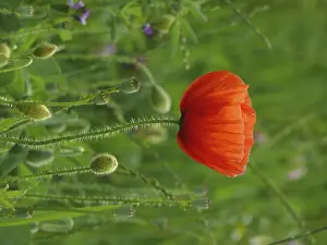 Red Poppy Blossom Prints: Corn poppy