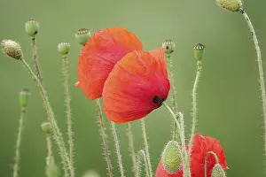 Red Blossom Prints: Corn poppy