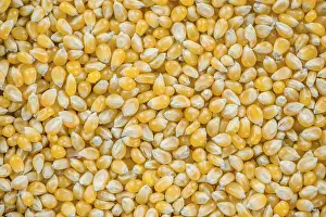 Selective Focus Corn Prints: Corn for use as background or as image (close-up shot)