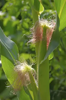 Agricultural Crop Images Prints: Corn (Zea mays)