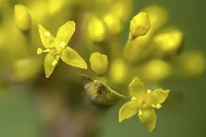 Images Dated 5th March 2024: Cornus mas Print, European Cornelian Tree