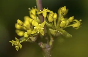 Images Dated 5th March 2024: Cornus mas Print, European Cornelian Tree Image