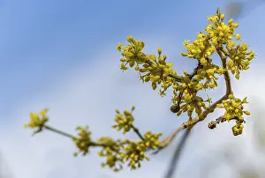 Images Dated 5th March 2024: Cornus Mas Print from ImageBROKER
