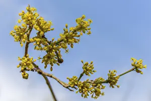 Images Dated 5th March 2024: Cornus mas Print from imageBROKER