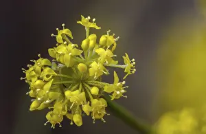 Images Dated 5th March 2024: Cornaceae, cornus mas, durlitz