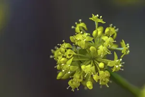 Images Dated 5th March 2024: Cornaceae, cornus mas, durlitz