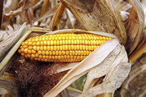 Agricultural Landscape Photography Prints: Corncob with ripe corn kernel in a corn field in summer