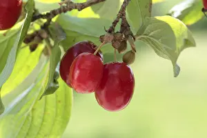 Food Studio Photography Background Prints: Cornelian cherry (Cornus mas)