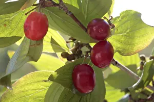 Cornelian Cherry Prints: Cornelian cherry (Cornus mas)
