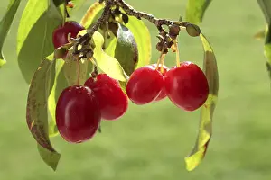 Cornelian Cherry Prints: Cornelian cherry (Cornus mas)