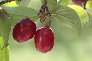 Food Studio Photography Background Prints: Cornelian cherry (Cornus mas)