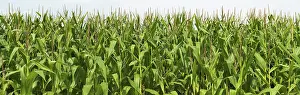 Daytime Agriculture Prints: Cornfield