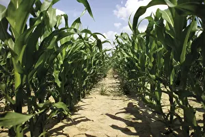 Cereal Cultivation Prints: Cornfield