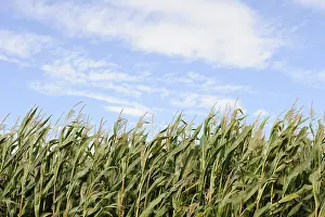Abandoned Farm Field Prints: Cornfield