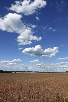 Agricultural Crop Photo Prints: Cornfield with clouds