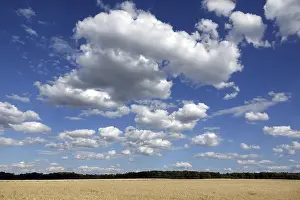 Deserted Farmland Prints: Cornfield with clouds