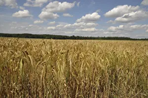 Agricultural Crop Photography Prints: Cornfield, field, grain, fields