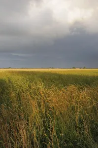 Agricultural Field Prints: Cornfield, grain, field, fields