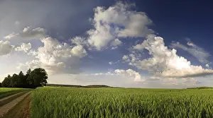 Cornfield In Germany Prints: Cornfield in the last light, Germany