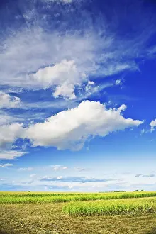 Cornfield Landscape Prints: Cornfield and sky