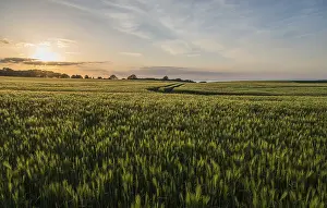 Baltic Seaside Resort Photography Prints: Cornfields in the evening, Baltic Sea behind