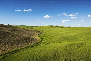 World Heritage Site Landscapes Prints: Cornfields at San Quirico d'Orcia