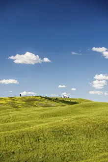 Blue Sky Italy Prints: Cornfields in spring, at San Quirico d'Orcia