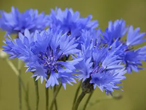 Deserted Farmland Prints: Cornflower
